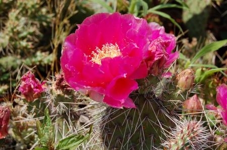 Opuntia hystricina