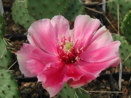 Opuntia macrorhiza