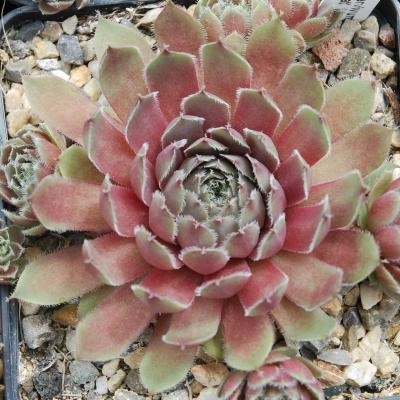 Sempervivum Granat