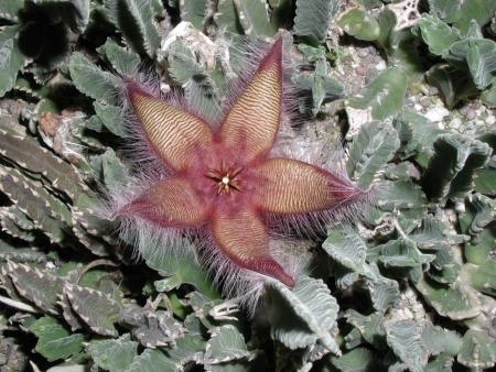 stapelia getleffei