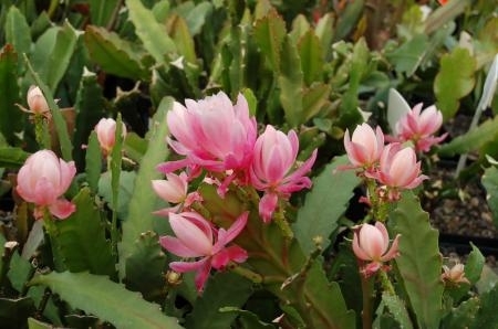 Epiphyllum Hybr Deutsche Kaiserin