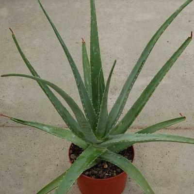 Aloe