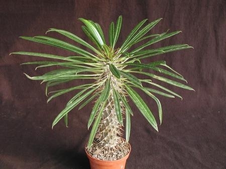 Pachypodium lamerei
