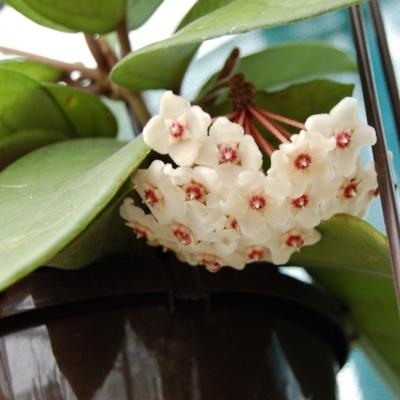 Hoya fungii