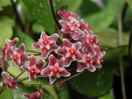 Hoya pubicalix