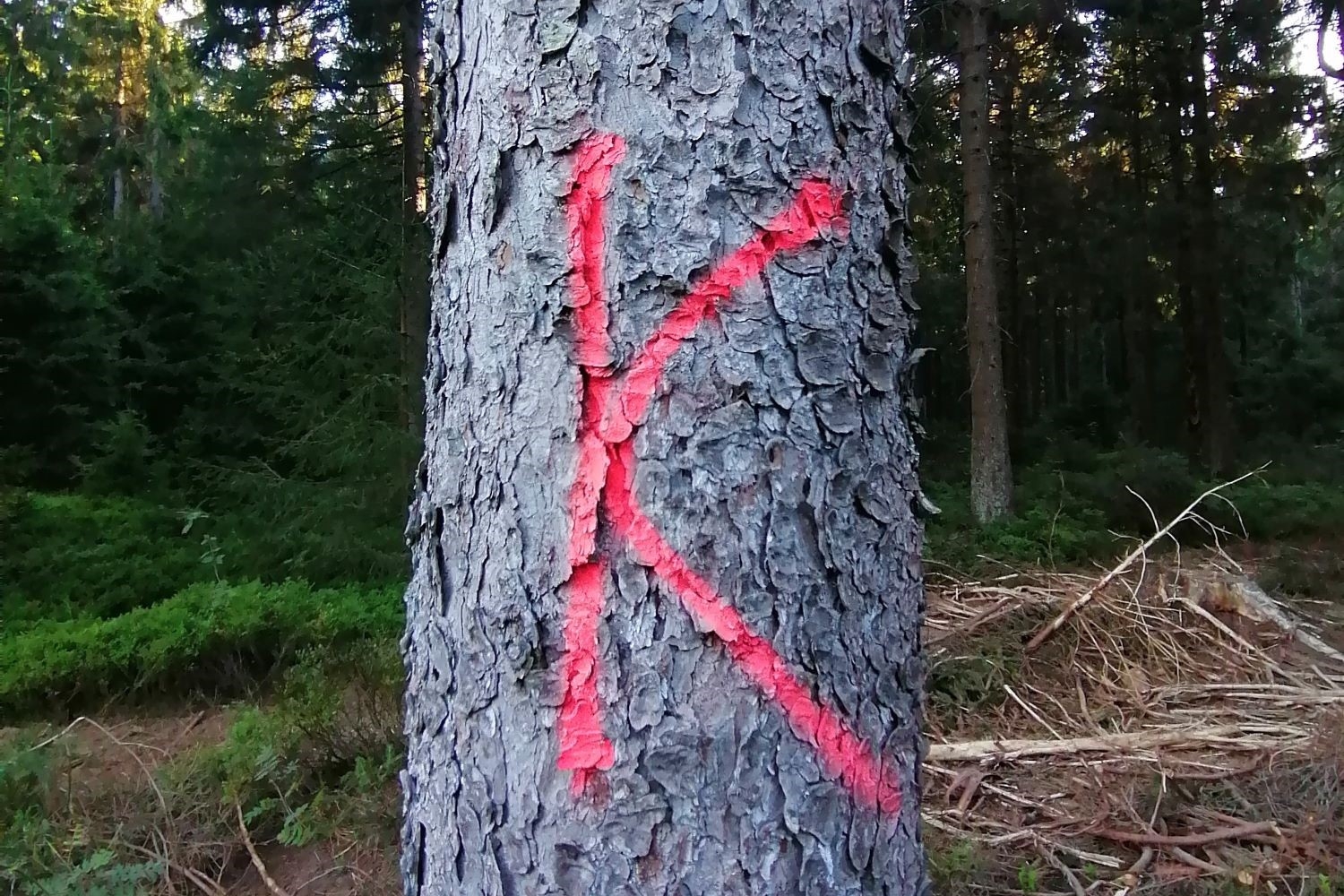 Käferholz