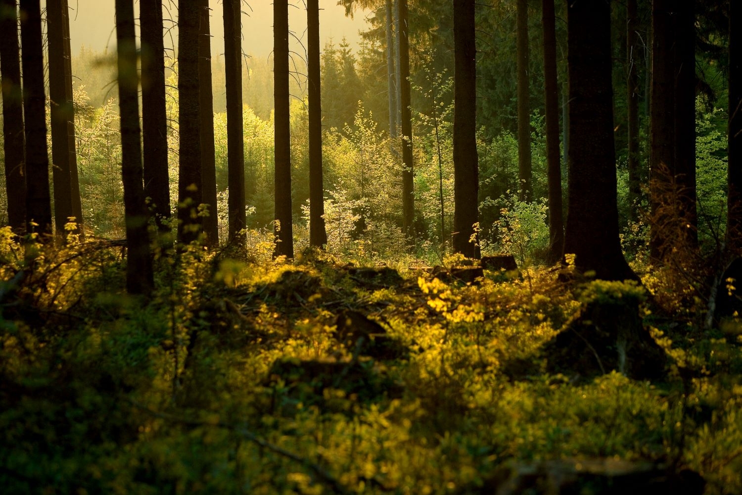 Wald