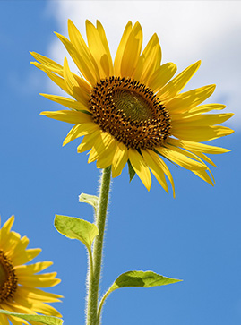 sunflower-6515860_1920