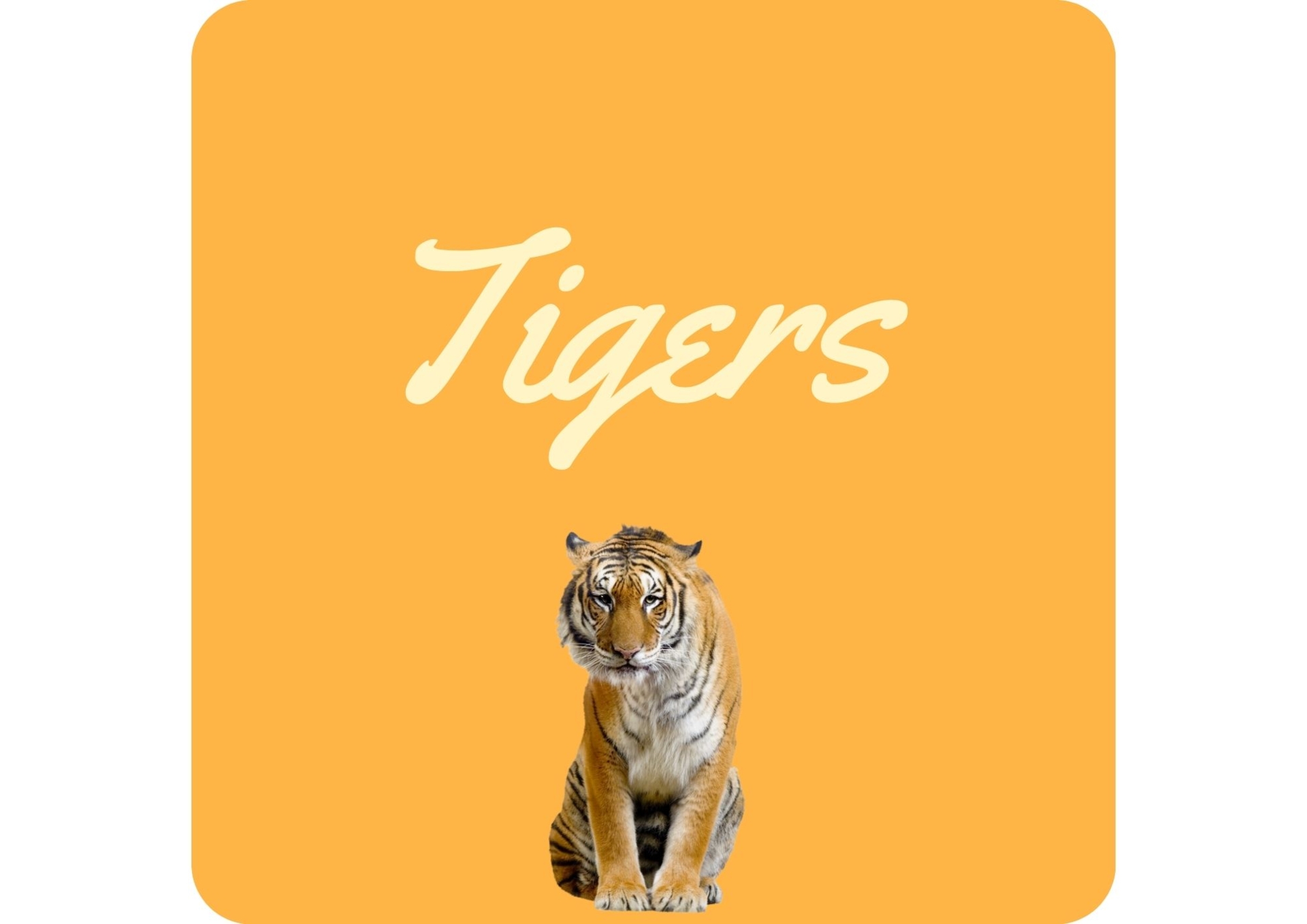 tigers 7