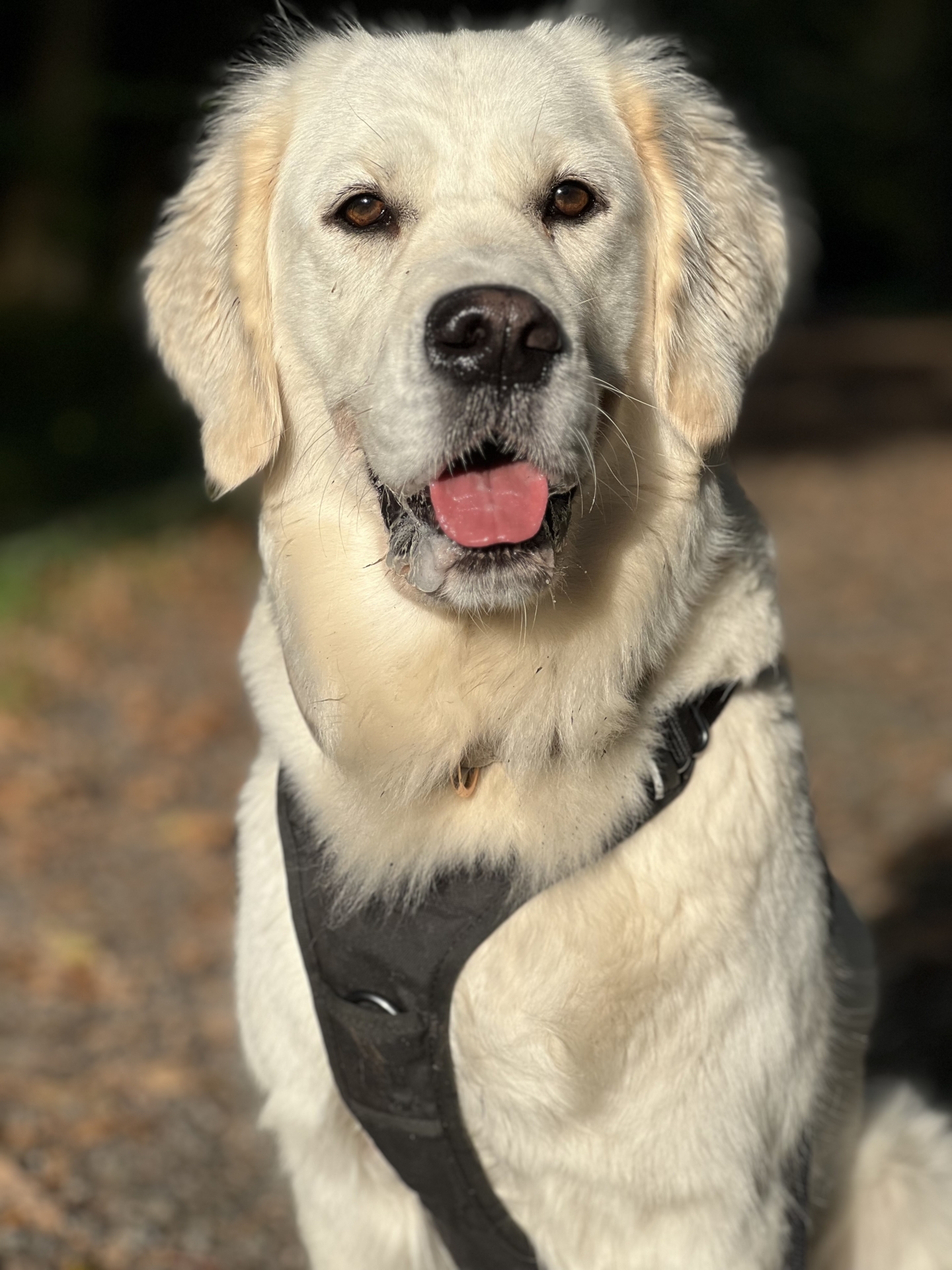Profilbild Harper