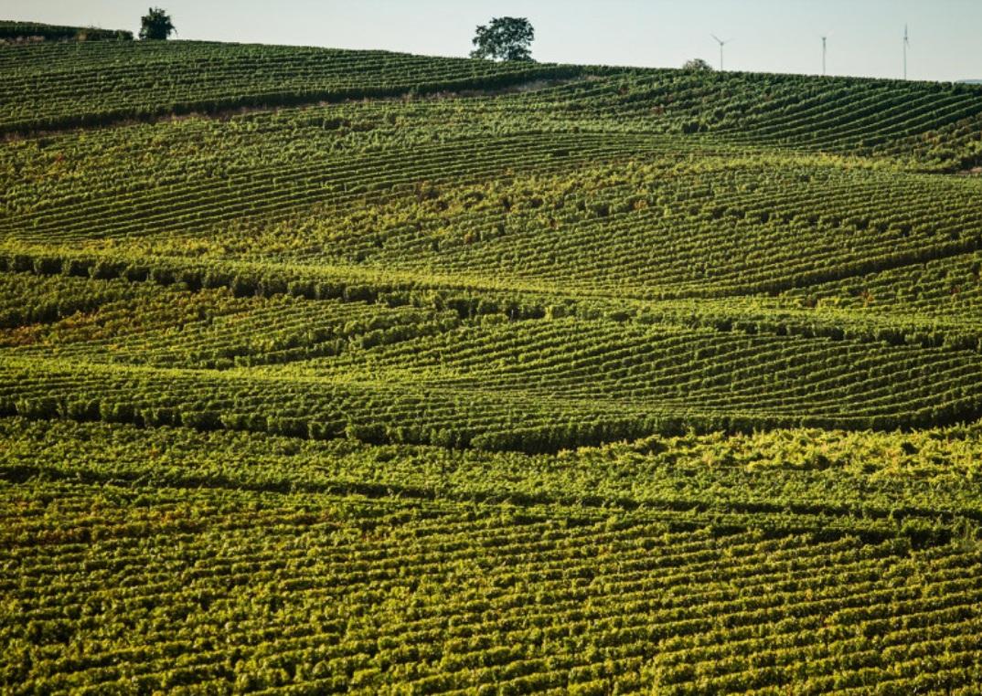 Weingut