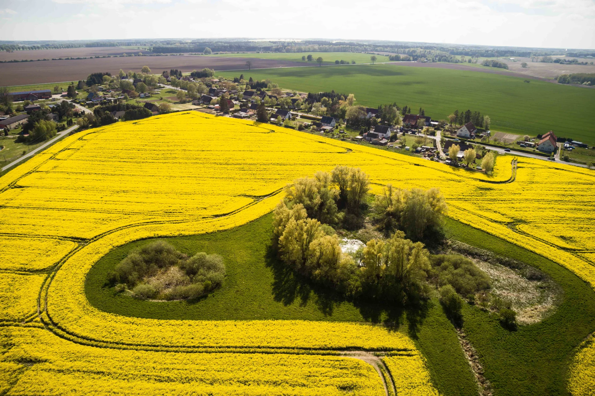 Luftbildaufnahme - Rapsfeld Kneese