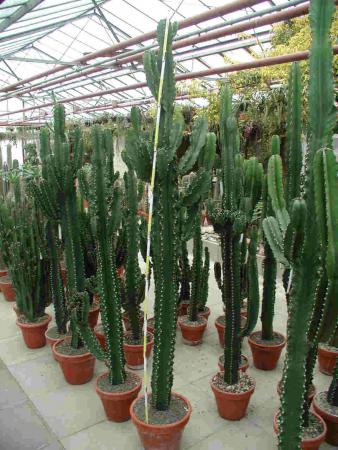 Euphorbia ingens.jpg