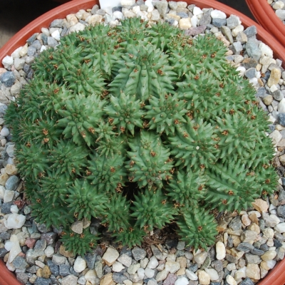 Euphorbia suzane.jpg
