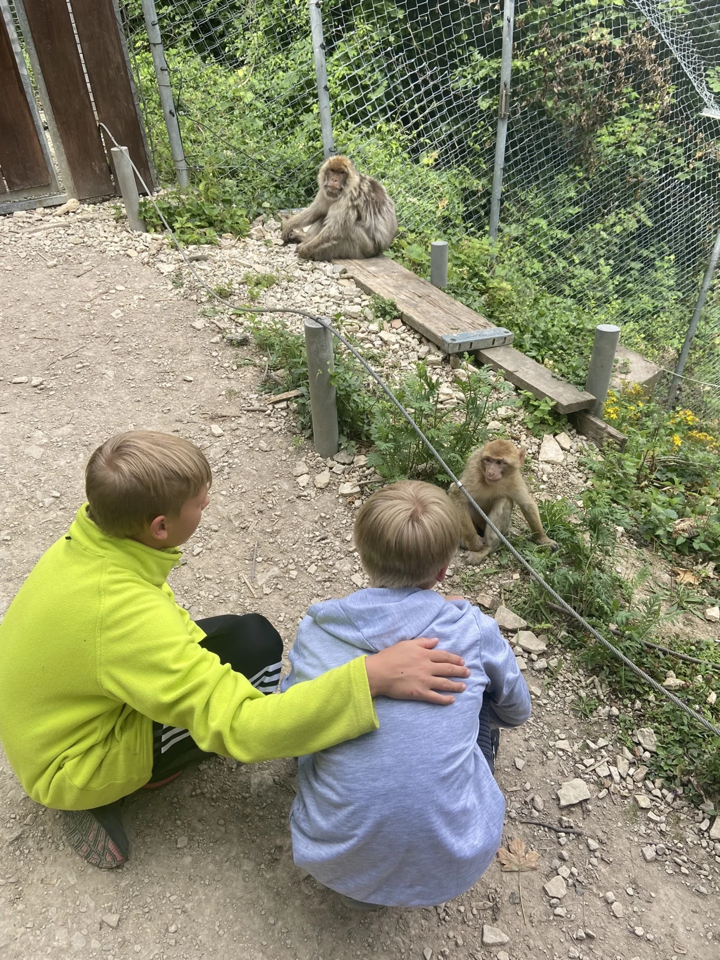 Kinder halten sich im Arm und schauen die Affen an