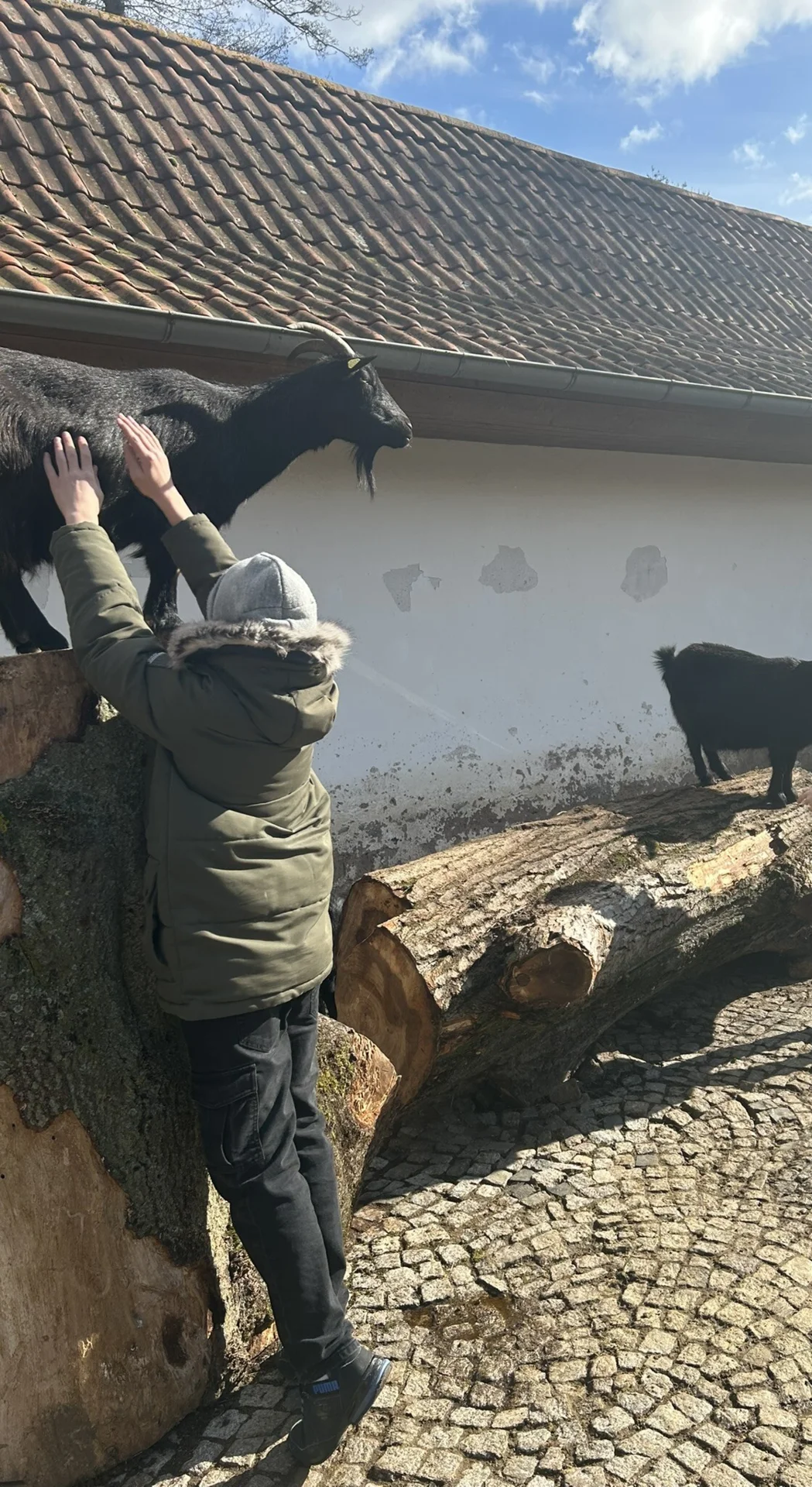 Jugendlicher streichelt eine Ziege im Streichelzoo
