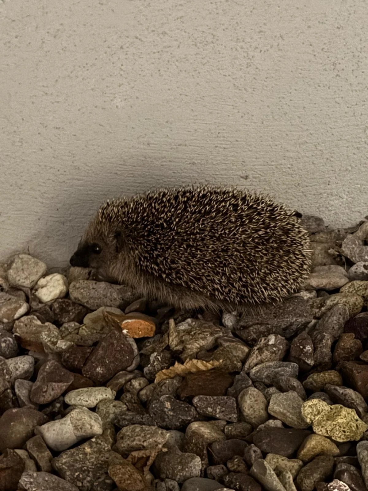 Auch bei uns im Garten konnten wir einen Igel sichten.
