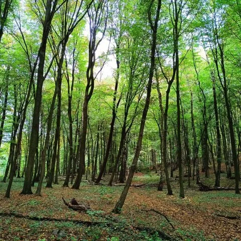 natur-auszeit