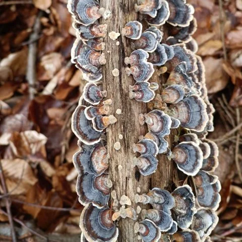 pilze