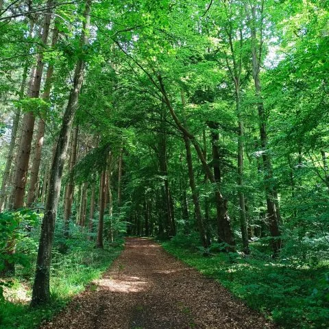 waldbaden