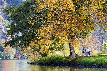 herbstbaum