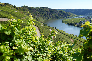 vom-weinberg-blick-nach-unten