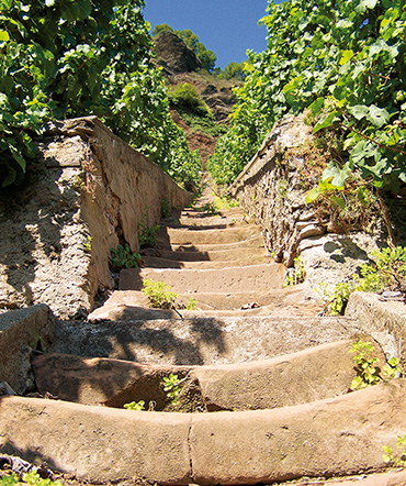 wanderweg-auf-dem-weinberg