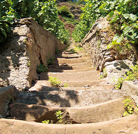 wanderweg-auf-dem-weinberg