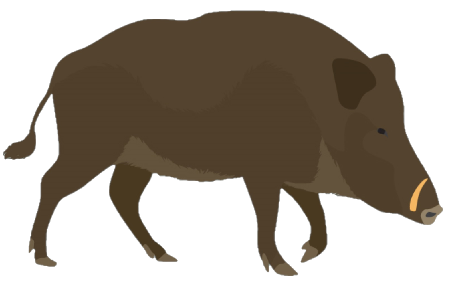 Wildschwein