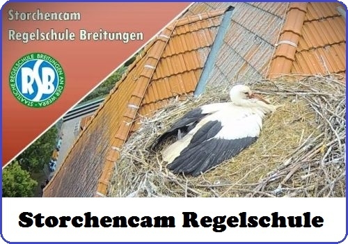 Storchencam