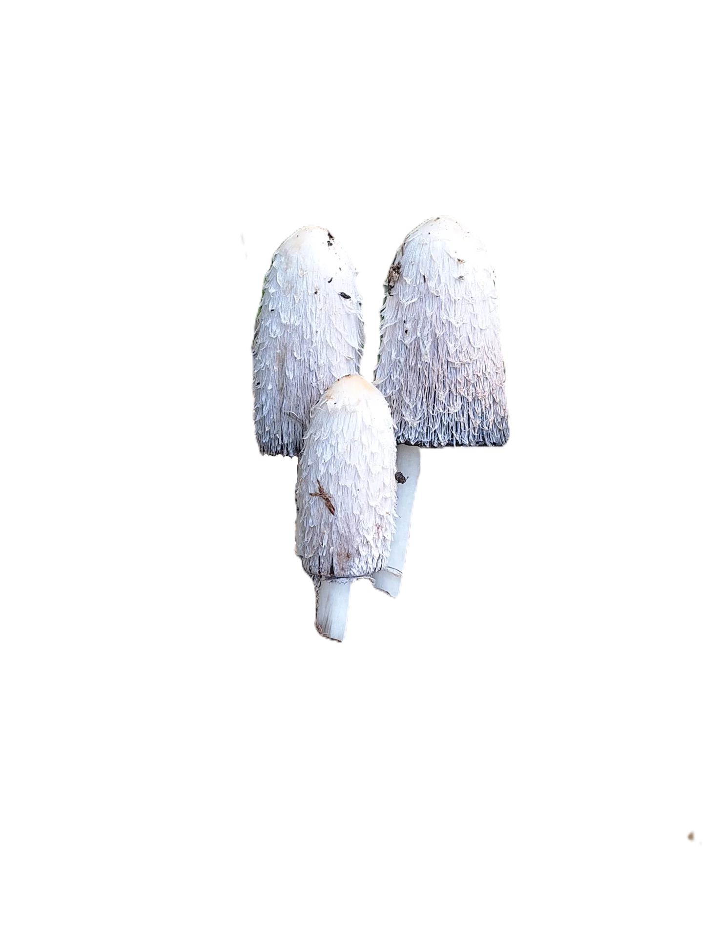 Coprinus