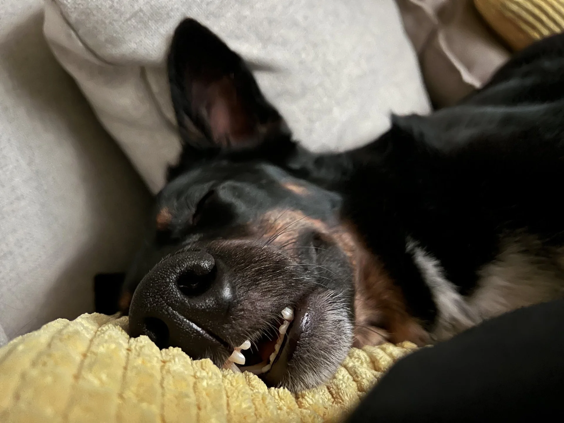 Erster Besuch Hund