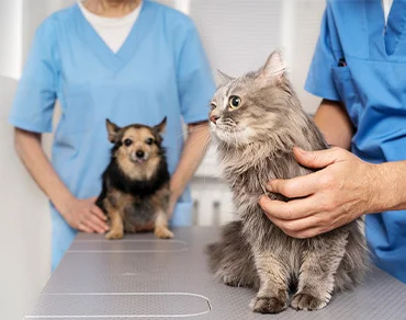 katze-auf-behandlungstisch_2