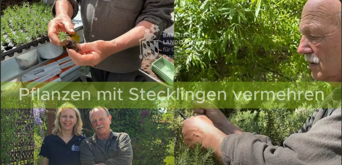 Titelbild zum Film Stecklinge