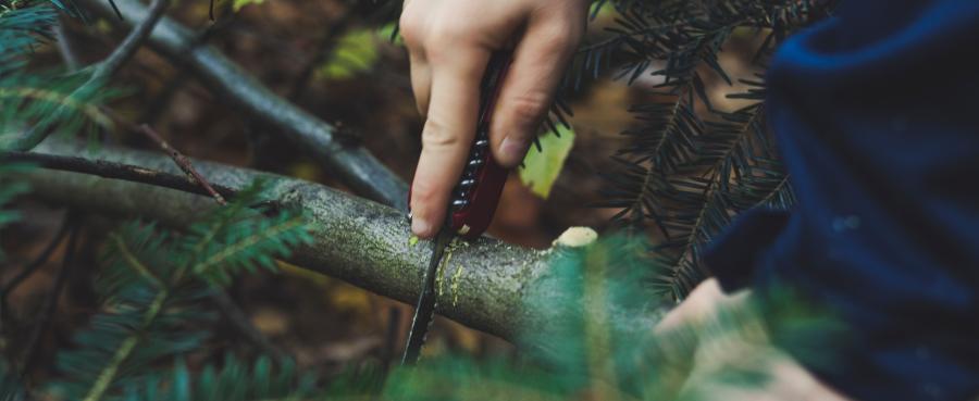 Header-Bild "Baumschnitt": Äste und Hand mit Taschenmesser