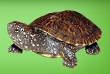 Schildkröte Schildkröte