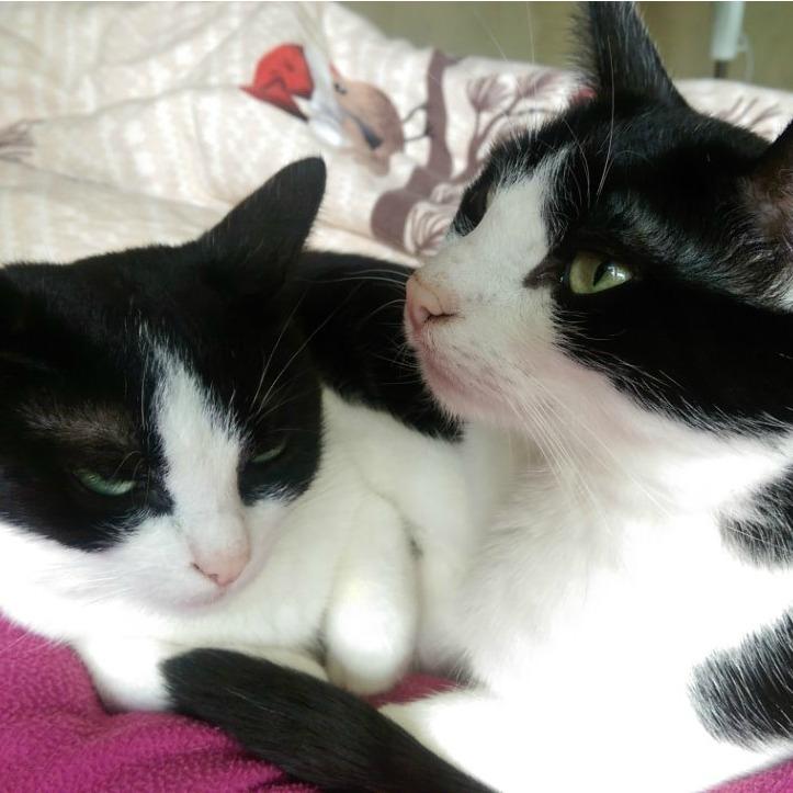 Lino & Lina