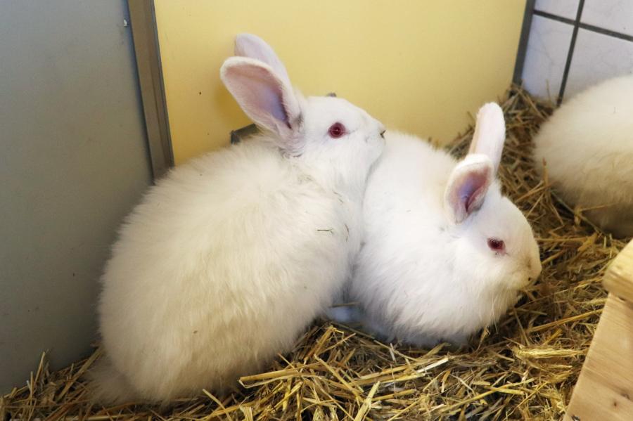Tierschutzverein Niederbarnim E V Kaninchen