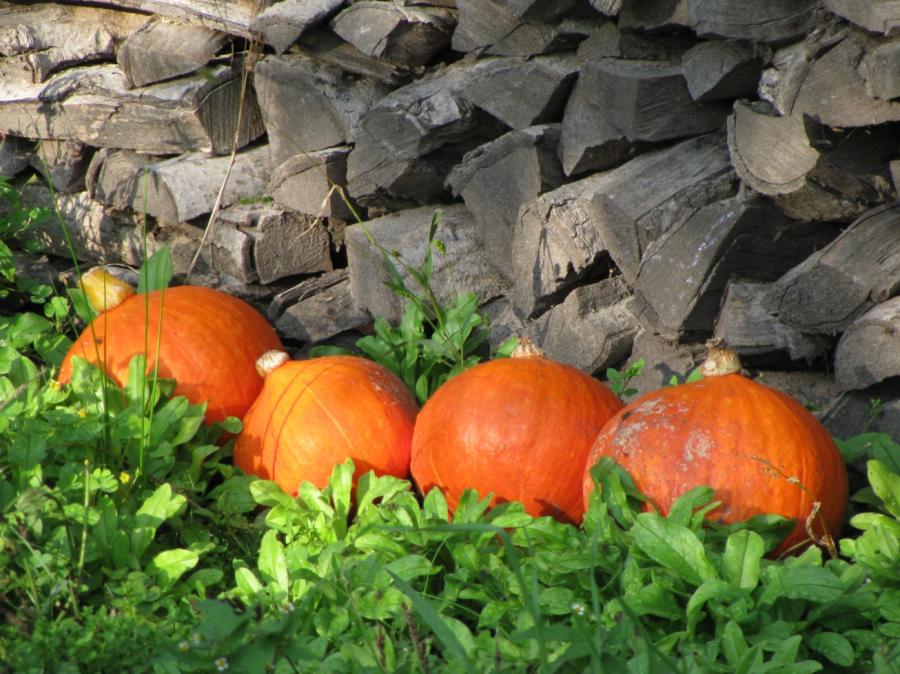 Herbst1 Herbst1