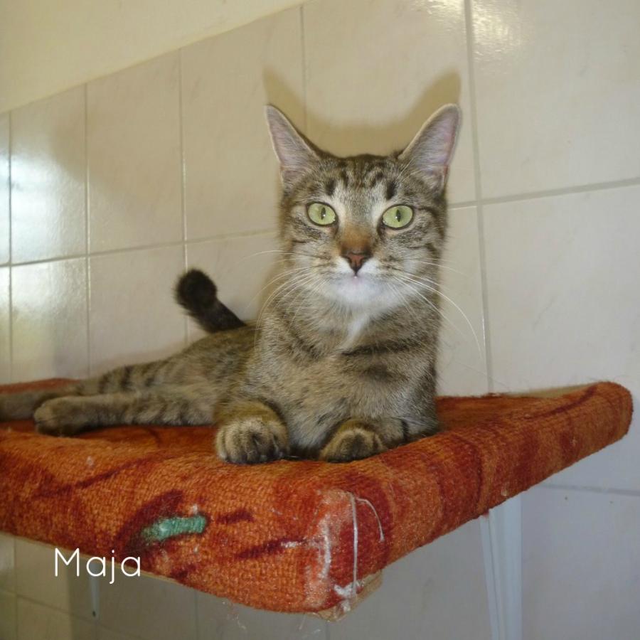Maja