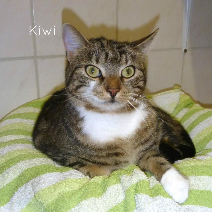 Kiwi