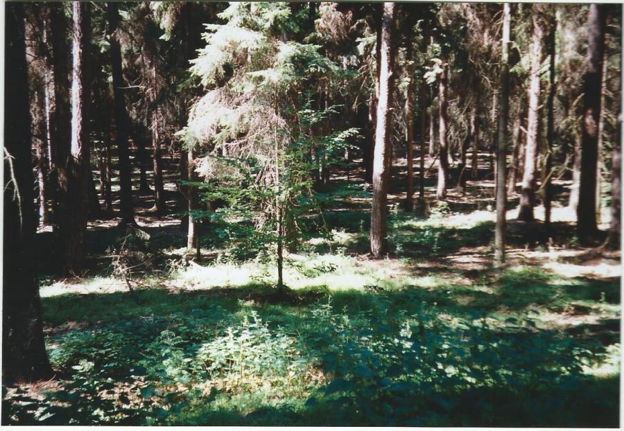 Wald 2