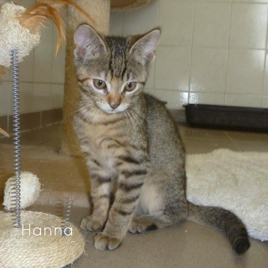 Hanna