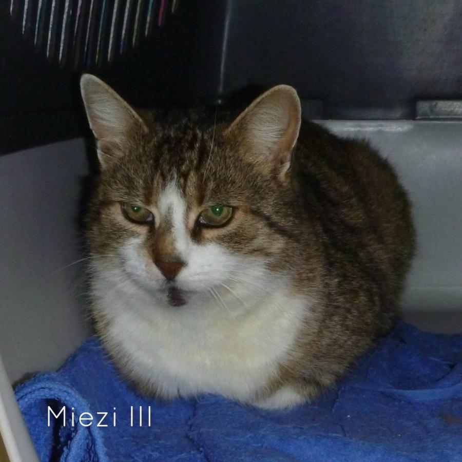 Miezi III