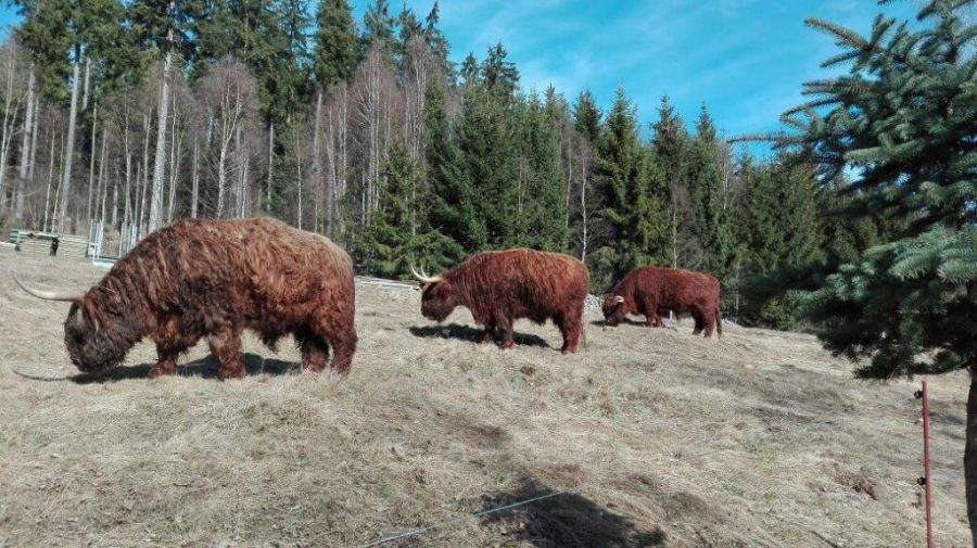 Tiere Tiere