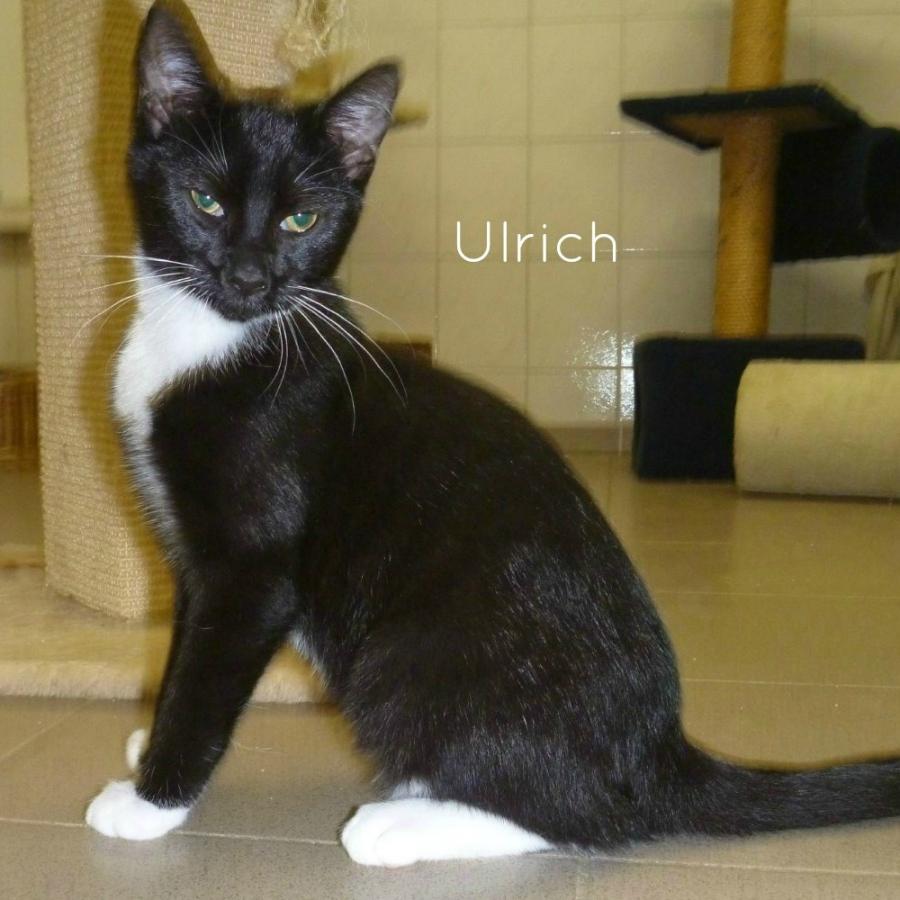 Ulrich