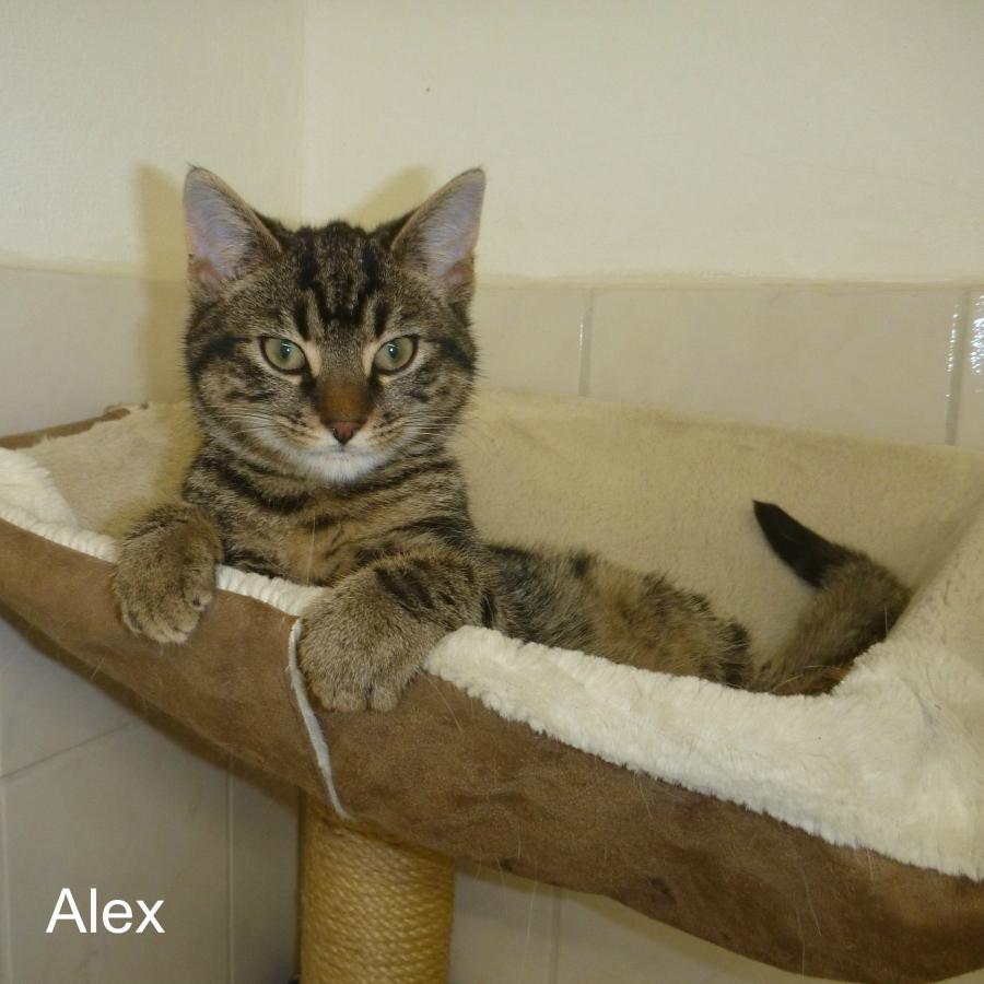 Alex