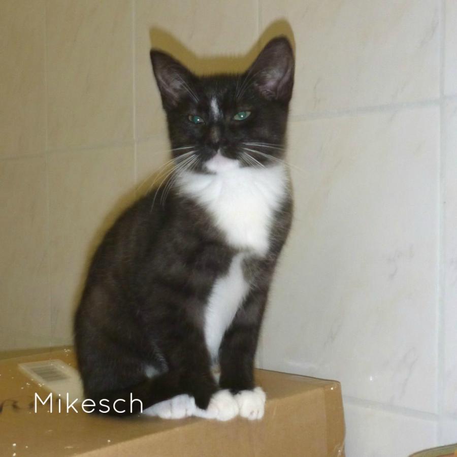 Mikesch