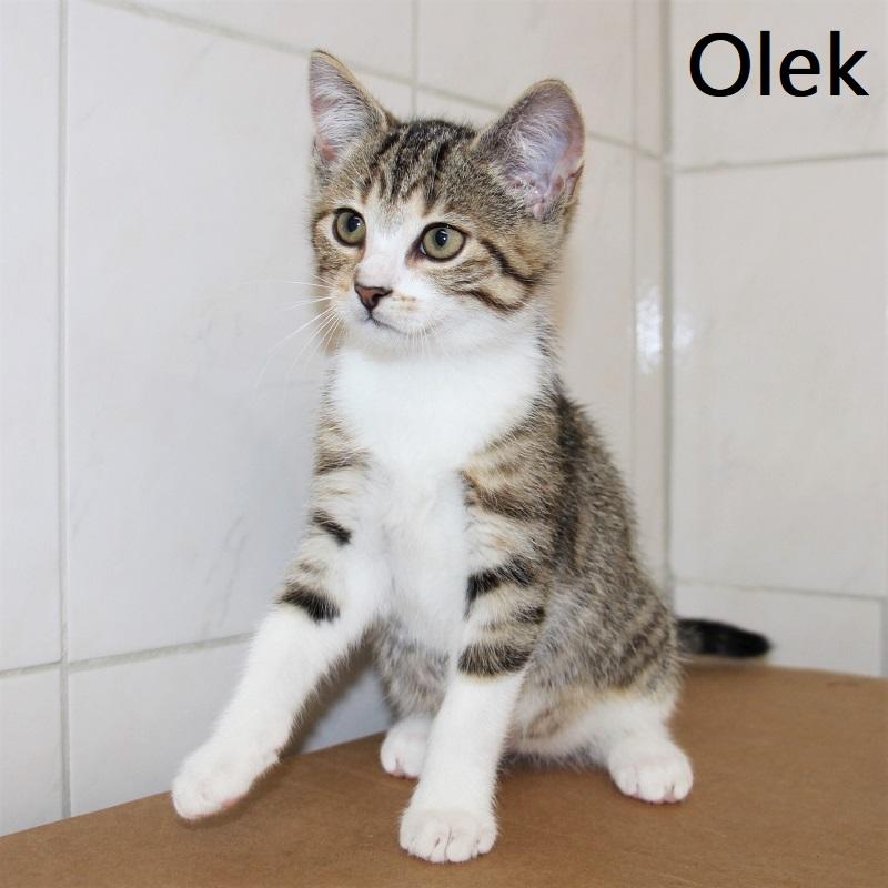 Olek