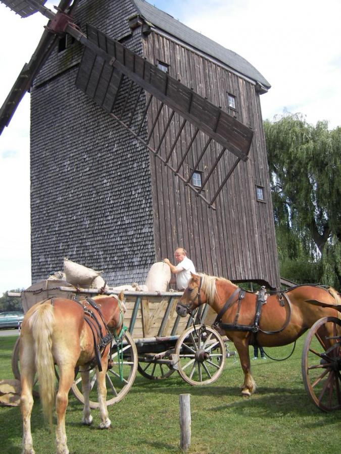 Bockwindmühle in Wilhelmsaue
